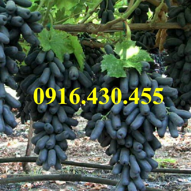 Cây giống nho ngón  tay